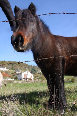Et lui c'est Coco alias "L'adoreur de caresse " !!!